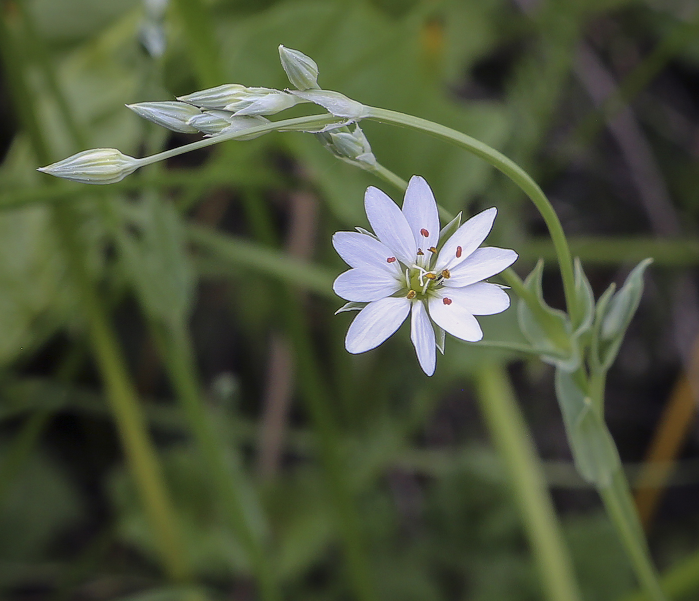 Stellaria palustris