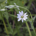 Stellaria palustris - Photo (c) Igor, algunos derechos reservados (CC BY-NC), subido por Igor