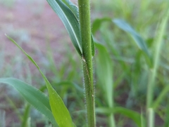 Panicum capillare