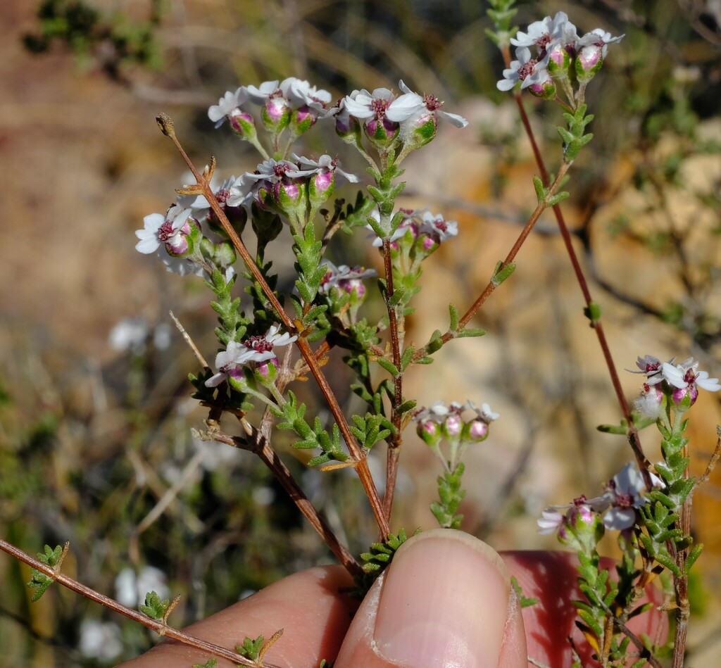 Eriocephalus aromaticus
