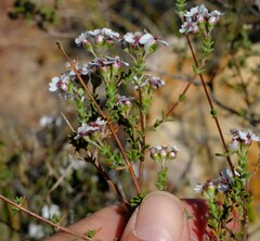 Eriocephalus brevifolius