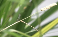 Calopteryx splendens