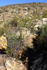 Eriocephalus brevifolius