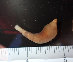 Phascolosoma annulatum