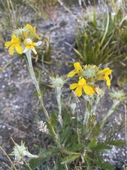 Goodenia glomerata