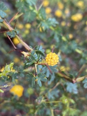 Acacia pulchella