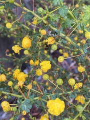 Acacia pulchella