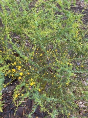 Acacia pulchella