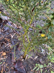 Acacia pulchella
