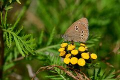 Aphantopus hyperantus