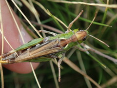 Gomphocerus sibiricus