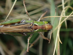 Gomphocerus sibiricus