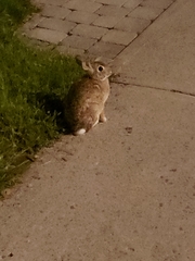 Sylvilagus floridanus