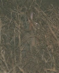 Lepus saxatilis