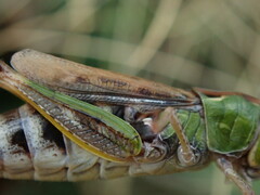 Gomphocerus sibiricus