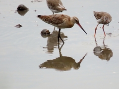 Limosa limosa