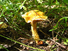Cortinarius triumphans