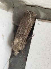 Agrotis