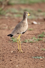 Vanellus senegallus lateralis