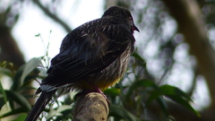 Anthochaera carunculata