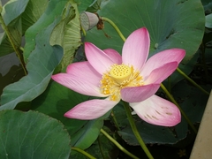 Nelumbo nucifera