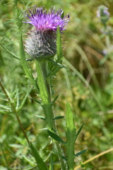 Cirsium decussatum