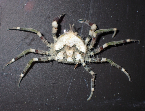 Halicarcinus varius