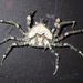 Halicarcinus varius