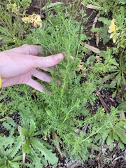 Oncosiphon pilulifer