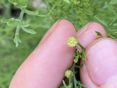 Oncosiphon pilulifer