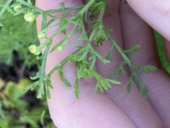 Oncosiphon pilulifer