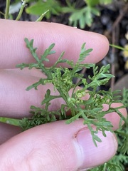 Oncosiphon pilulifer