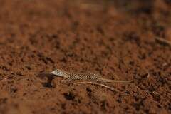 Acanthodactylus margaritae
