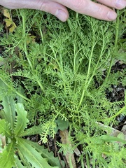 Oncosiphon pilulifer