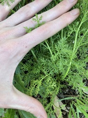 Oncosiphon pilulifer