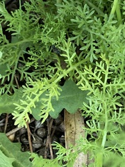 Oncosiphon pilulifer