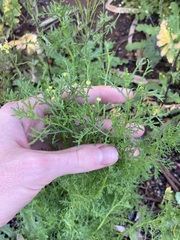 Oncosiphon pilulifer