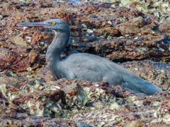 Egretta sacra