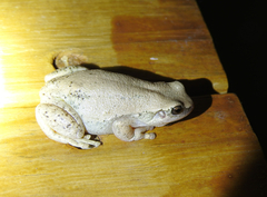Litoria rubella