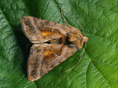 Autographa jota