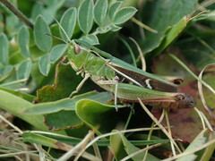 Stenobothrus lineatus