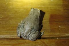 Litoria rubella