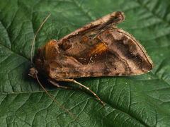 Autographa jota