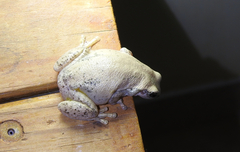 Litoria rubella