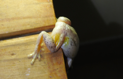 Litoria rubella