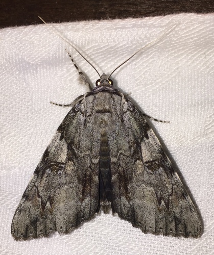 Dejected Underwing photo 3