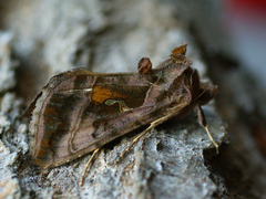 Autographa jota