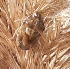 Neottiglossa leporina