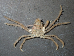 Pyromaia tuberculata