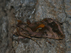 Autographa jota